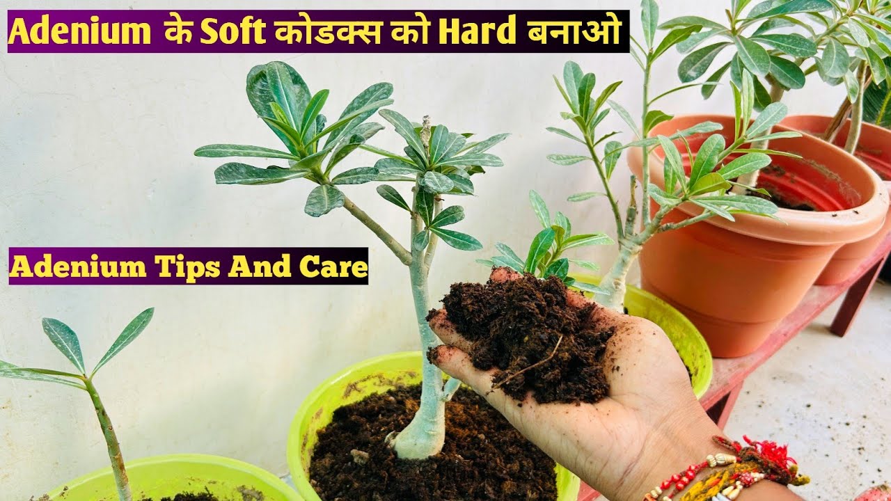 एडिनियम के सॉफ्ट कोडेक्स और पीले पत्तो को दूर करो | Adenium Tips And Care | Adenium | Rooftop Plants