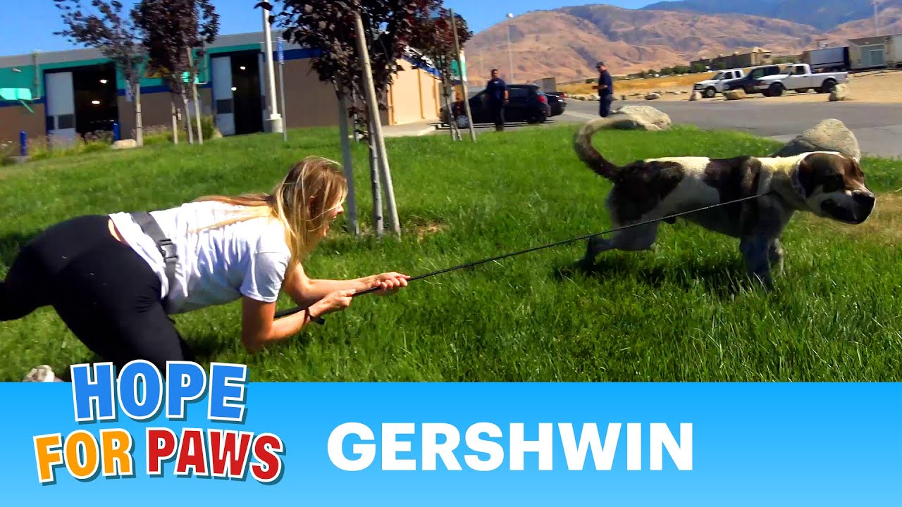 Hope For Paws rescuer dragged by 110 pound dog as she tried to save him!  EPIC VIDEO! #dog