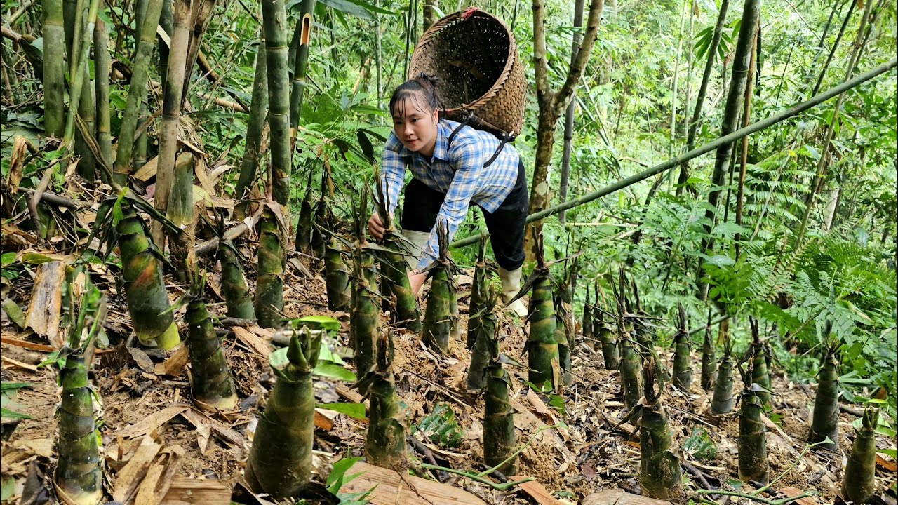 Bamboo shoots grew in abundance and I harvested them and sold them with my daughter