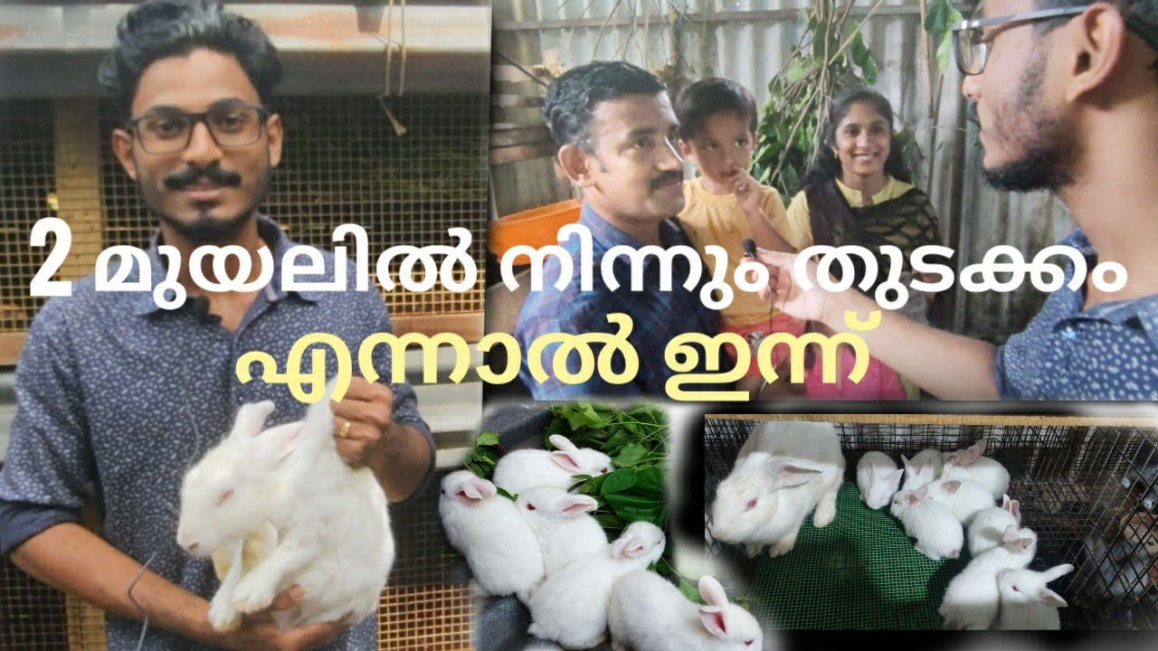 മുയൽ വളർത്തൽ അറിയേണ്ടതെല്ലാം /JPC rabbit farm kottayam/Rabbit farming malayalam /muyal valarthal