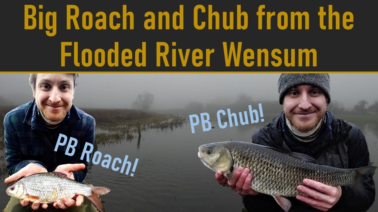 Big Roach and Chub from the Flooded River Wensum: River Foss Fishing - Ep. 33
