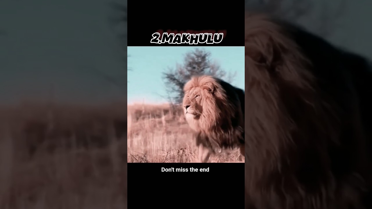 top 3 lions who can beat Scarface 1v1 #trending #viral #ytshorts #wildlife
