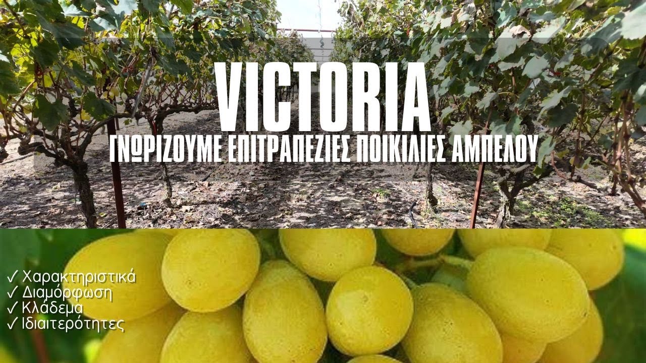 Επιτραπέζιο Σταφύλι VICTORIA - Γνωρίζουμε Τις ΕΠΙΤΡΑΠΕΖΙΕΣ Ποικιλίες Αμπέλου