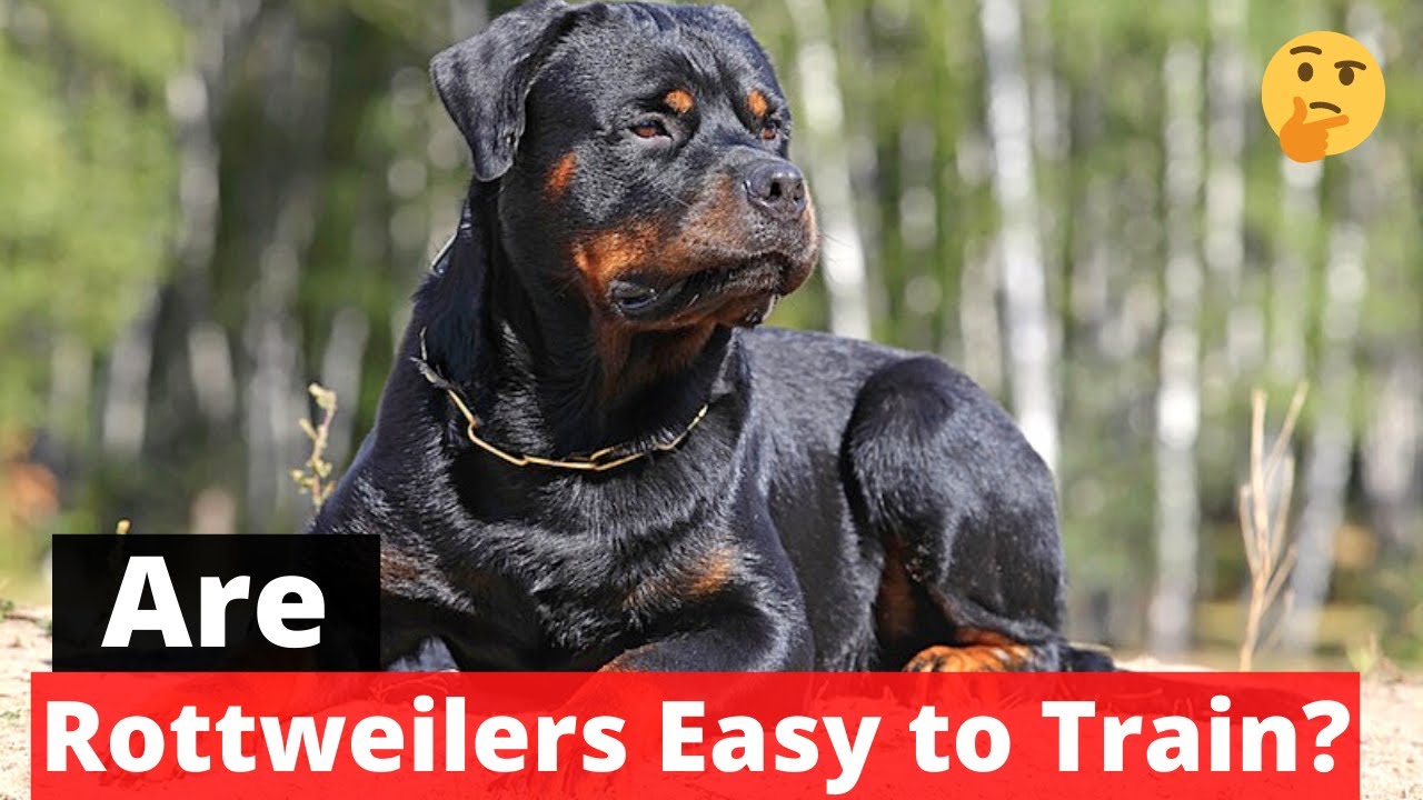 Are Rottweilers Easy to Train? Rottweiler Training Guide