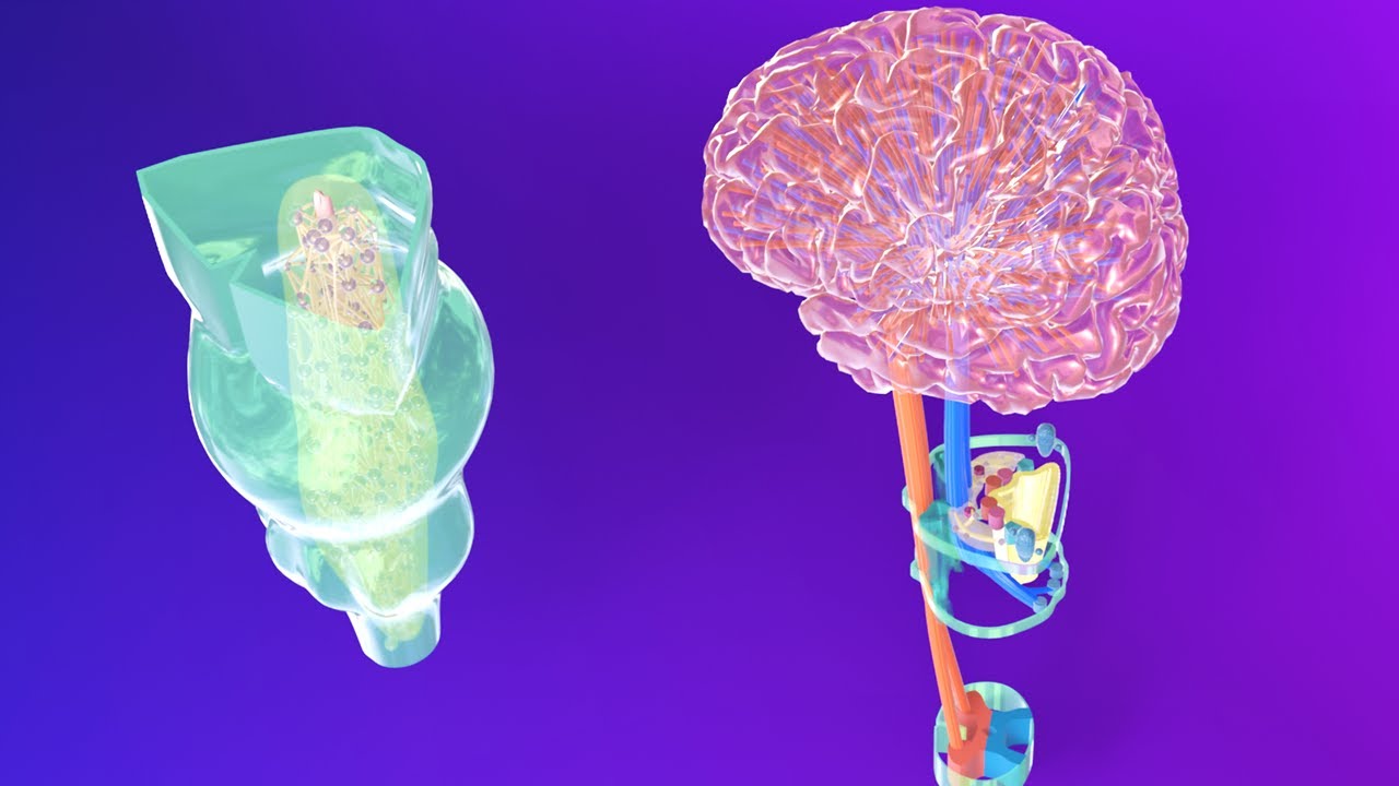 3D-эмбриология продолговатого мозга - Эмбриология ромбовидного мозга, часть 2 - Нейроэмбриология,...