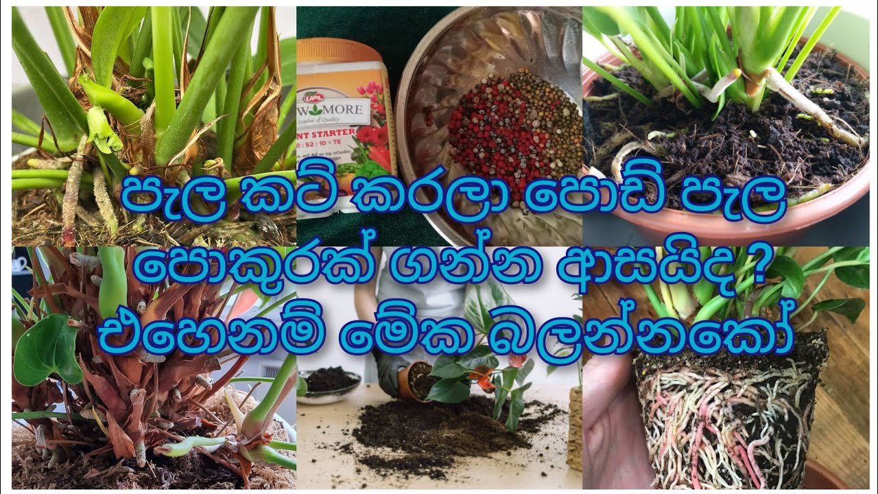 මල් ආසන්න ප්ලාන්ට් ,මල් පිපුණු ප්ලාන්ට් කට් කරලා පැල පොකුරක් ගන්න ආස අයට තමයි මේ විඩීයෝ එක