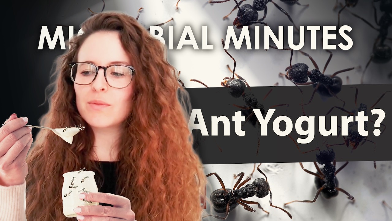 Making Ant Yogurt - Microbial Minutes