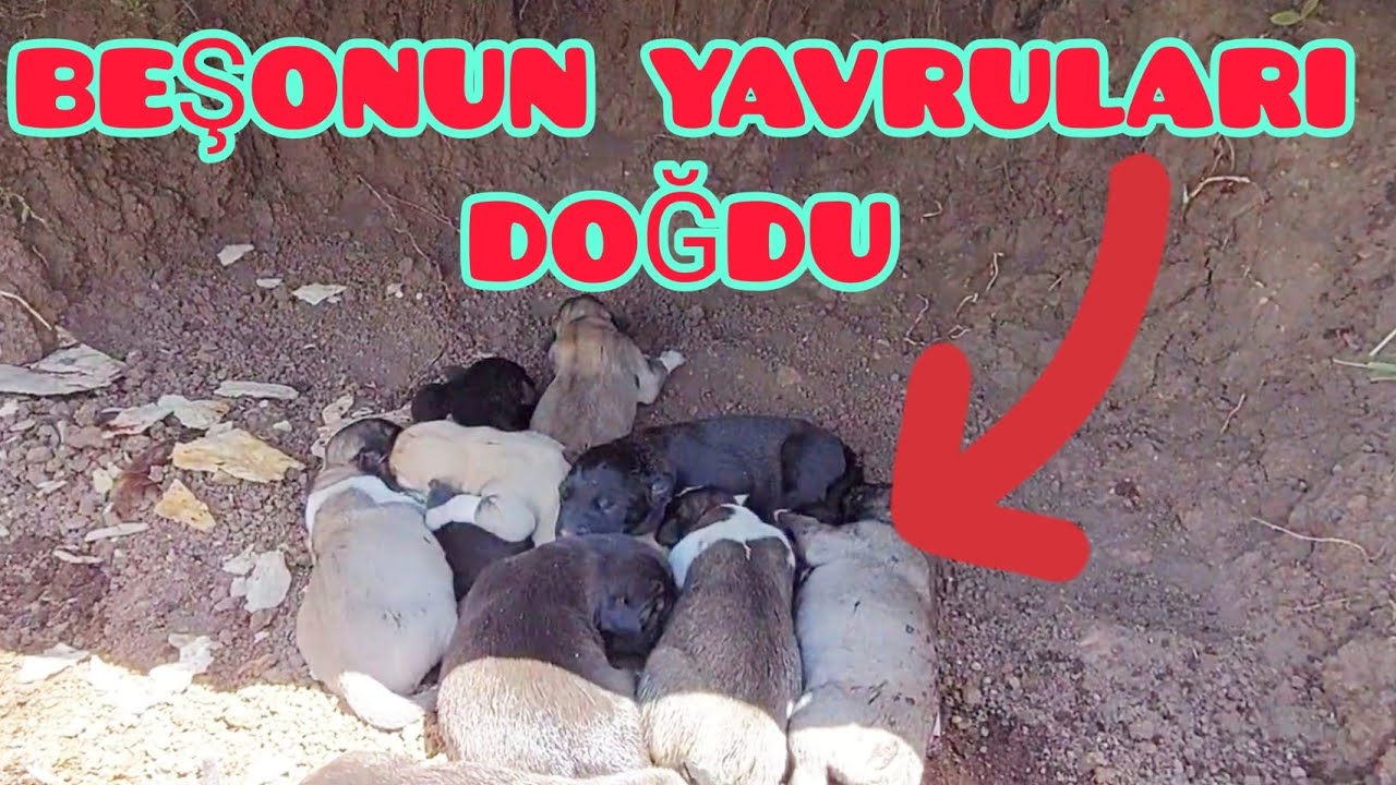 SONUNDA BEŞONUN SOYU ÇOĞALIYOR--BÜTÜN OBANIN KOYUNLARI NASIL AYRILIYOR GÖRELİM ( 21 )