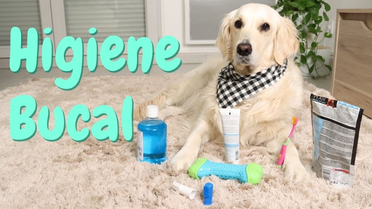 Cómo cepillar los dientes a tu perro