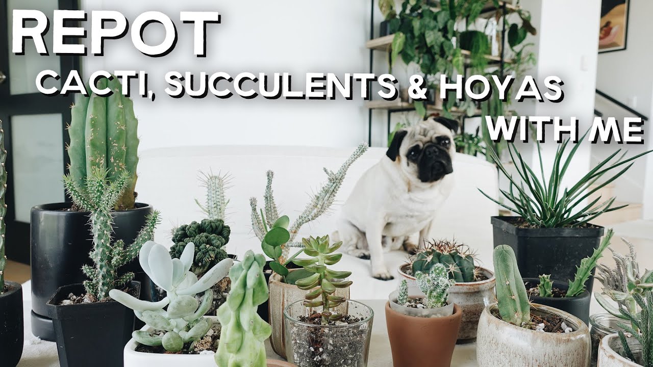 repot some cacti, succulents and hoyas with me 🌵