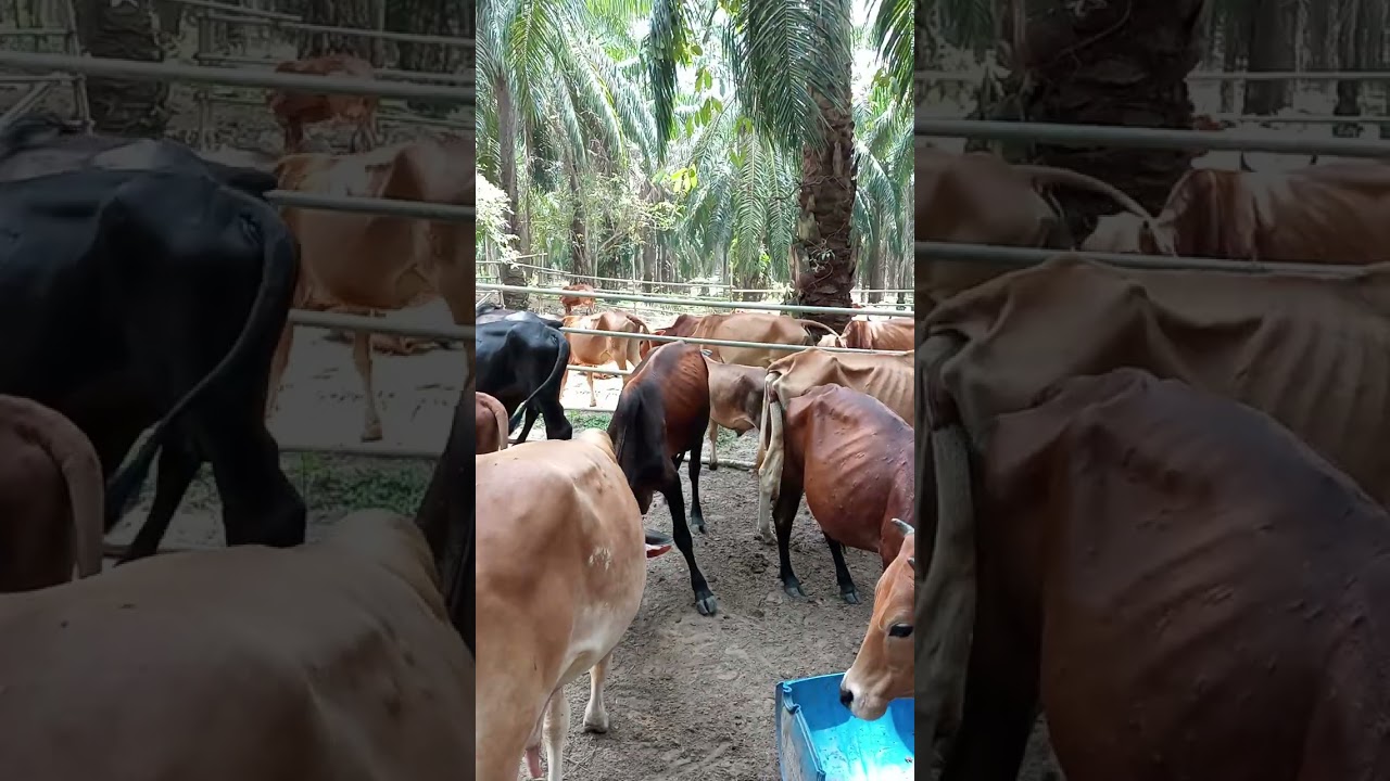 POV:090326 19ram1447H isu berbangkit DJ pahangfm laku serangan secara seksual terhadap saya&isteri 