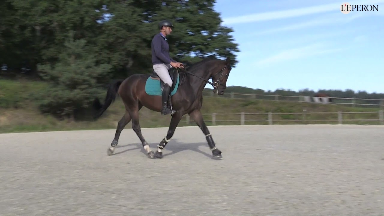 En pratique avec Alexis Lemaire #1 | Travail du jeune cheval de concours complet sur le plat