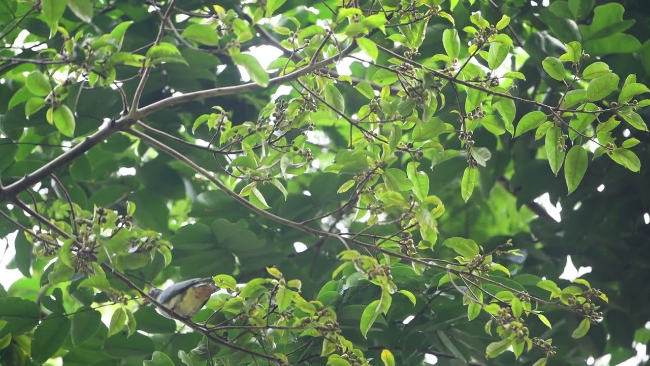 Jambu fruit dove