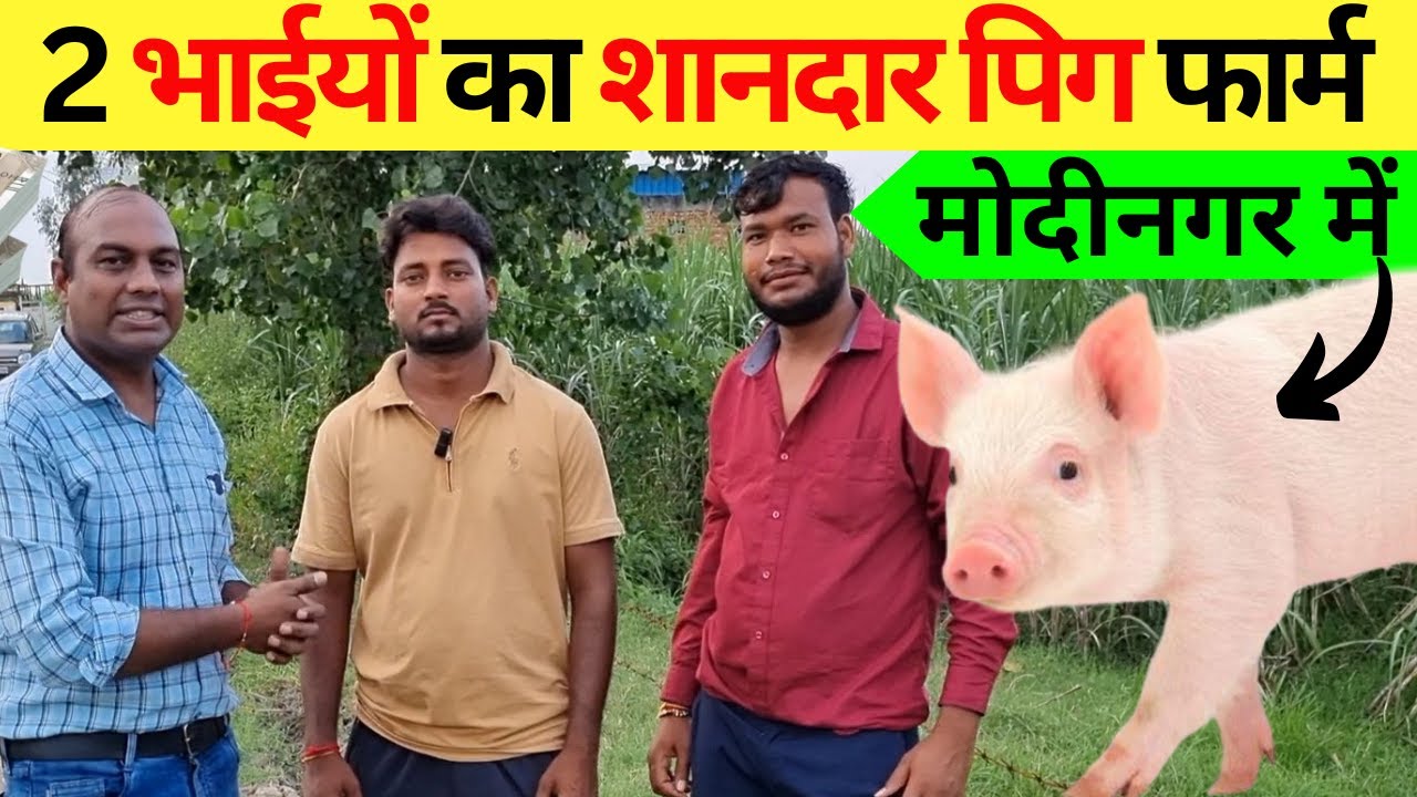 2 भाईयों का शानदार पिग फार्म II Pig Farming Business II Pig Farming II Pig