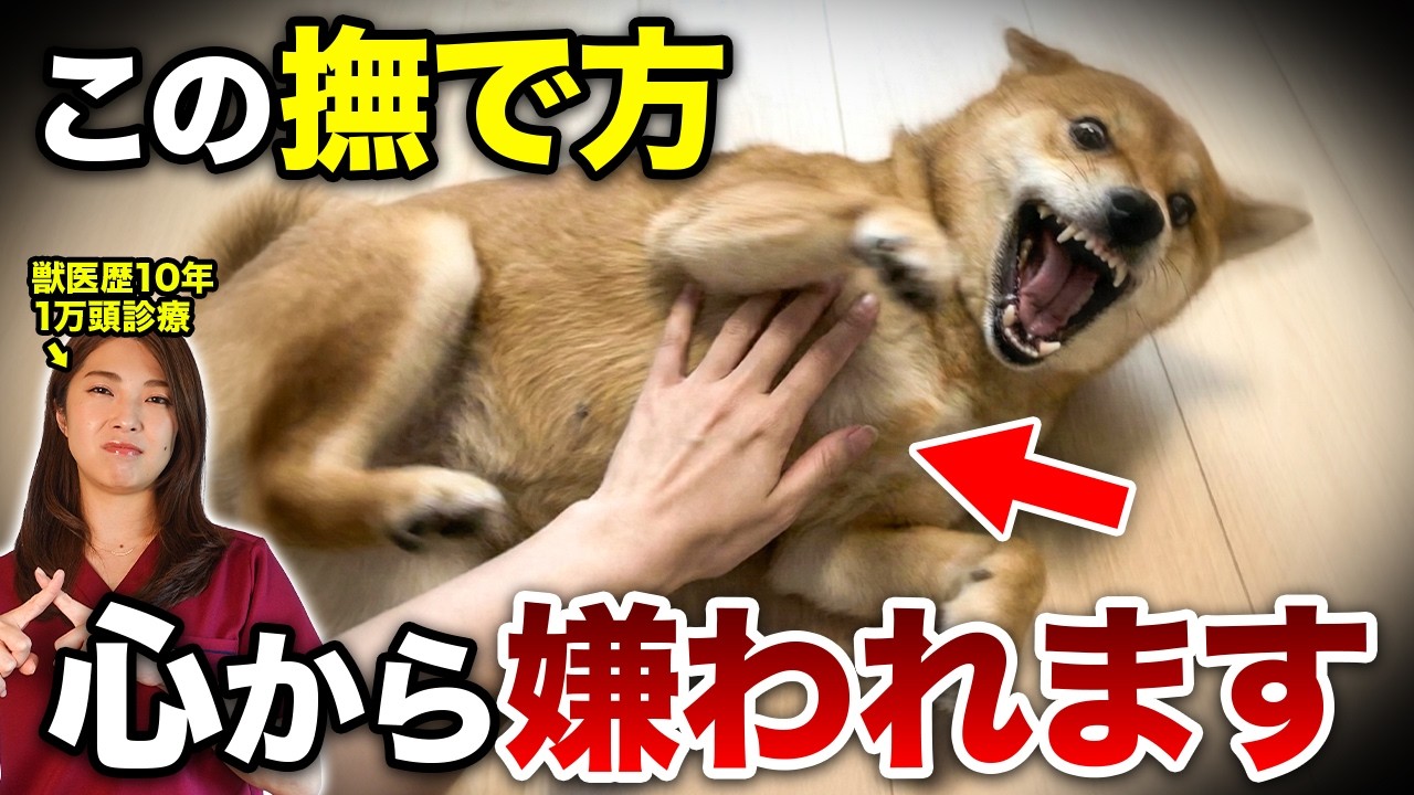 【裏技】犬が泣くほど幸せを感じる撫で方