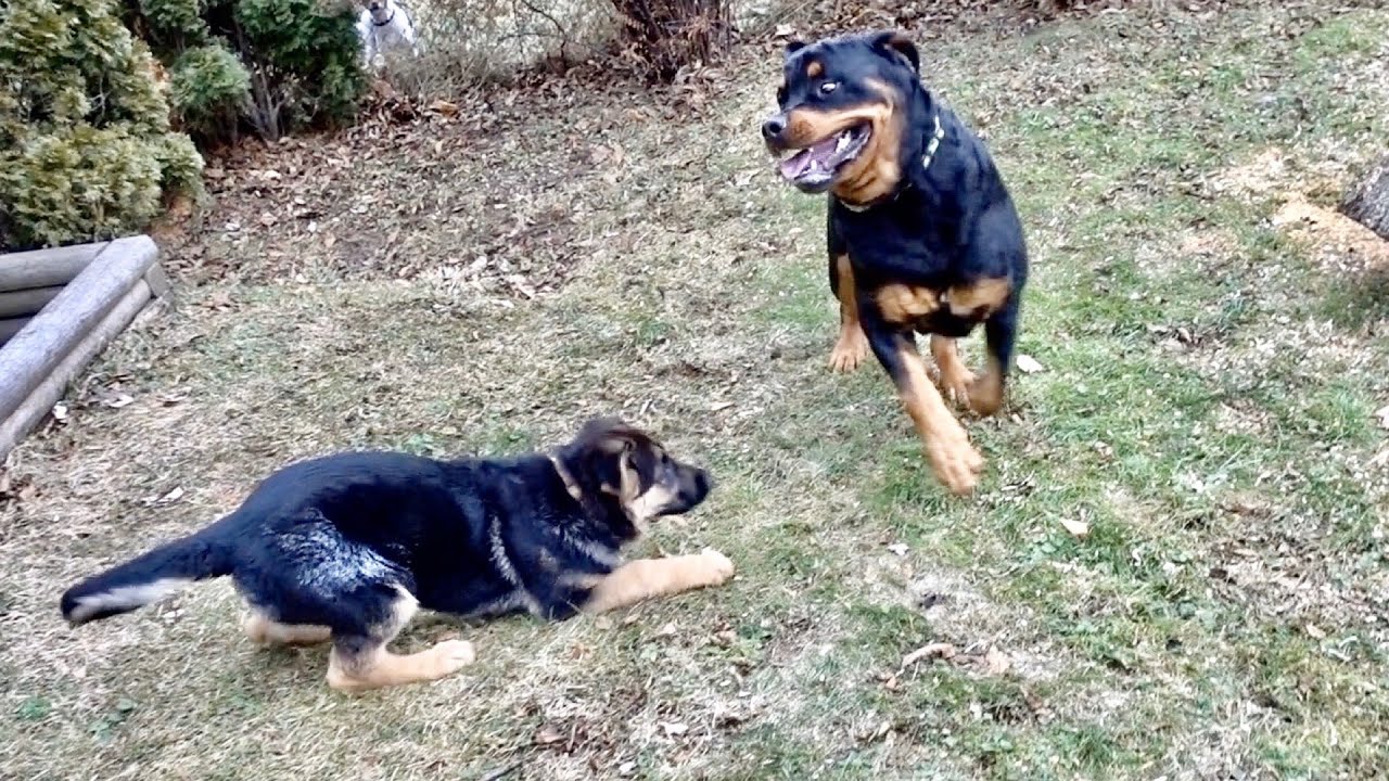 Rottweiler meets German shepherd puppy |64