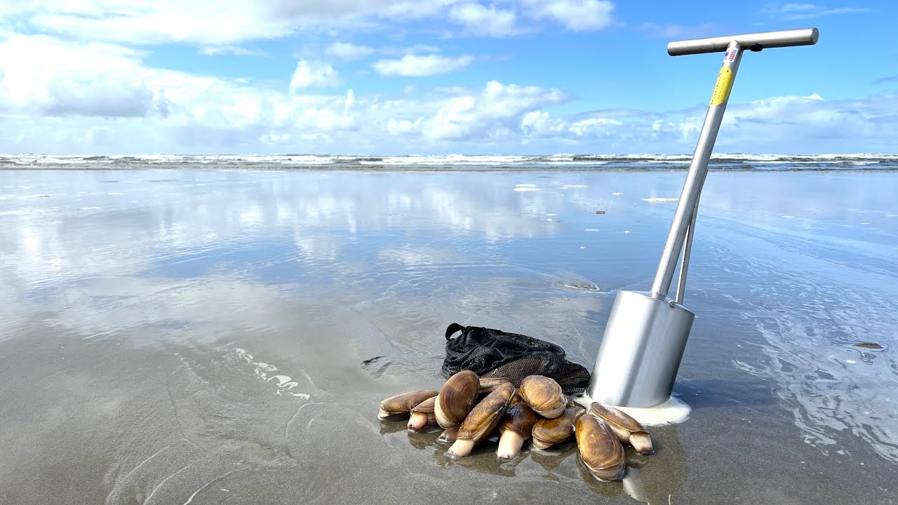 Razor Clam Limits Long Beach WA
