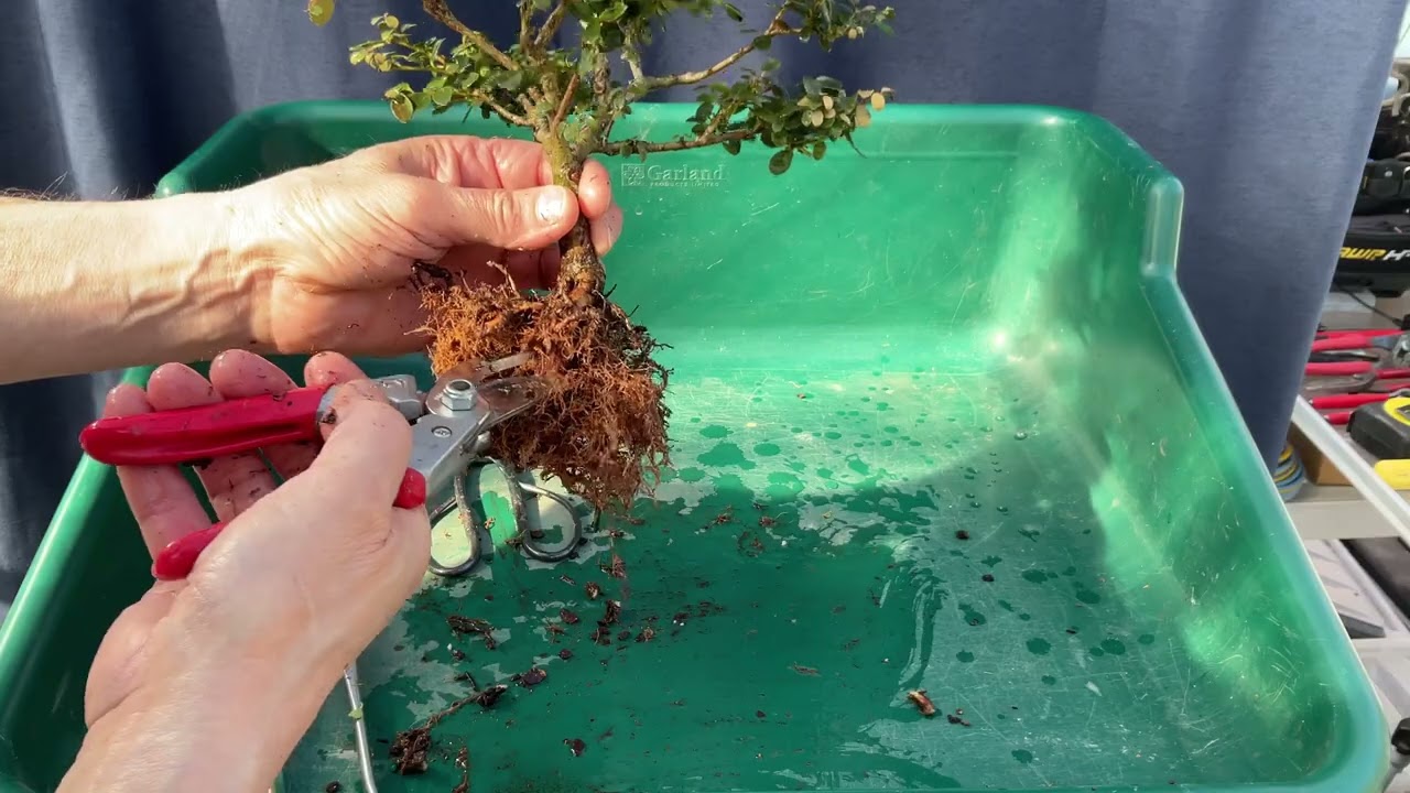 First Repotting of my Japanese Holly From Nursery Stock.  19-Mar-2025