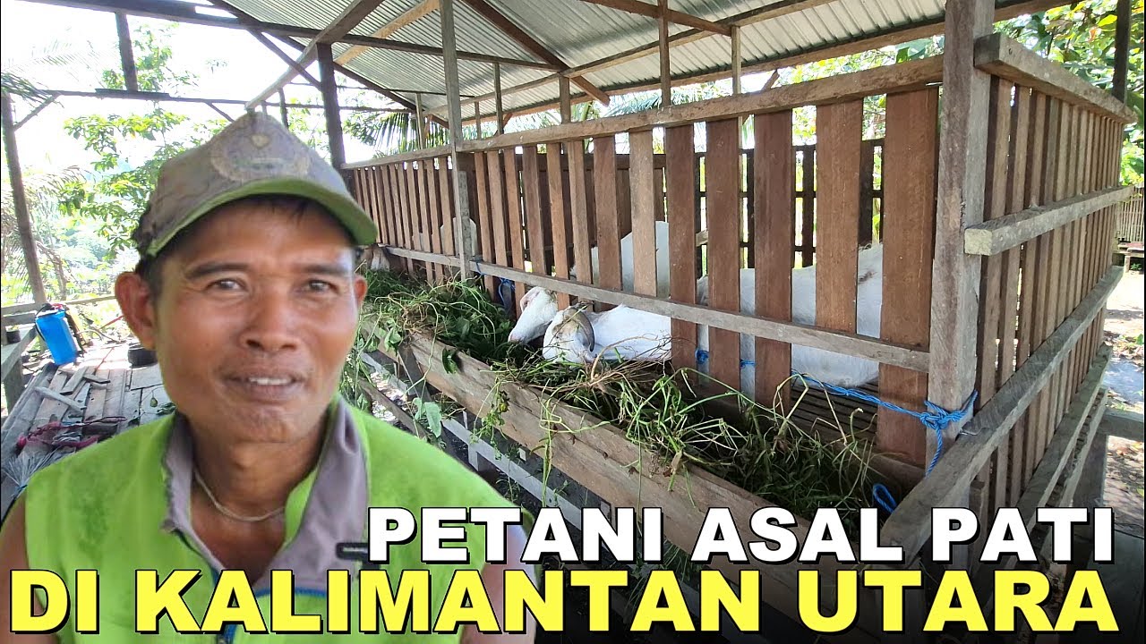 SEMANGAT BARU PAK KASMAN, PETANI TRANSMIGRASI ASAL PATI DI SEPUNGGUR,  KANDANGNYA TERISI KAMBING