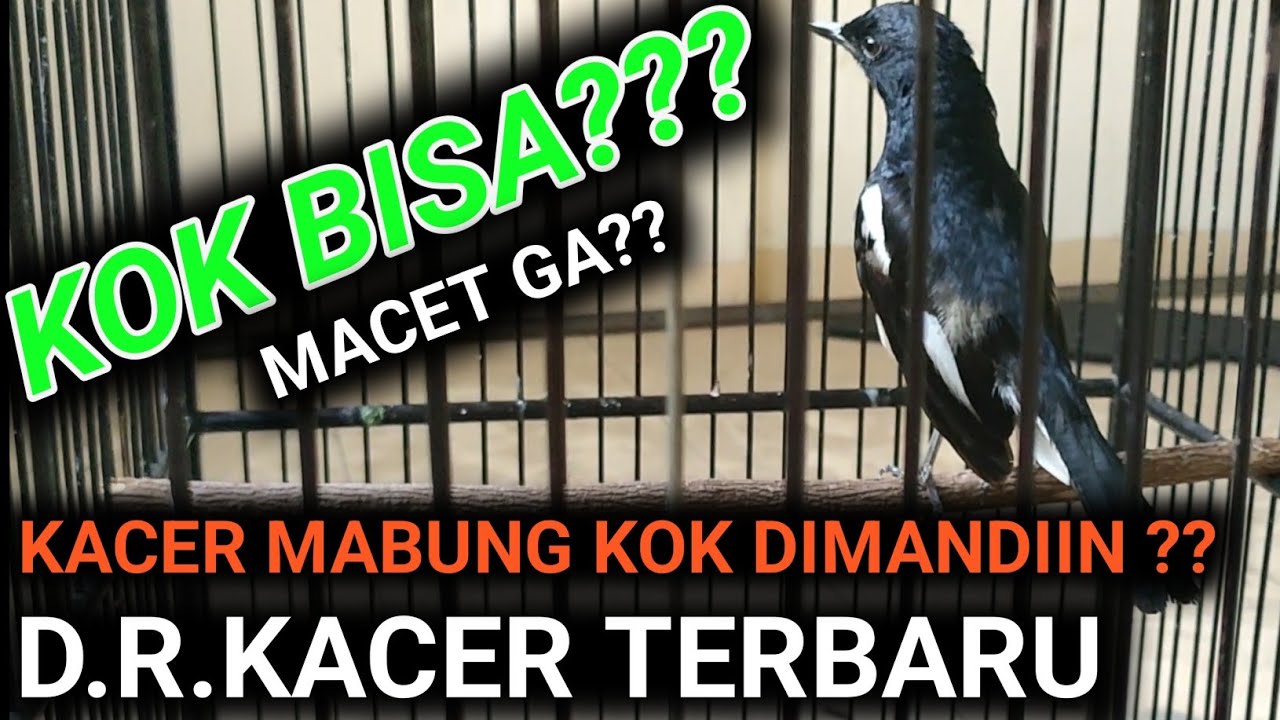 DR KACER TERBARU EFEKNYA BAGUS UNTUK KACER INI SAAT MABUNG DIKASIH MANDI