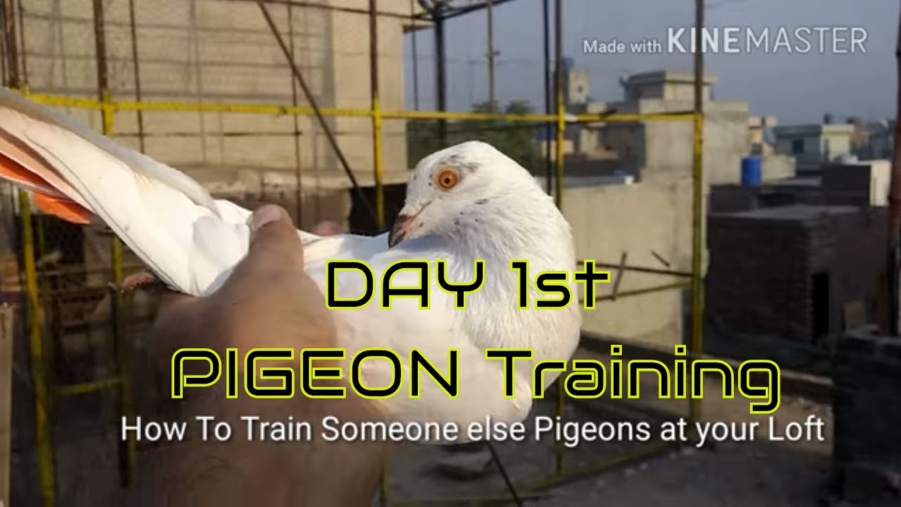 How to train someone else Pigeon at your loft - First Day Pigeon Training