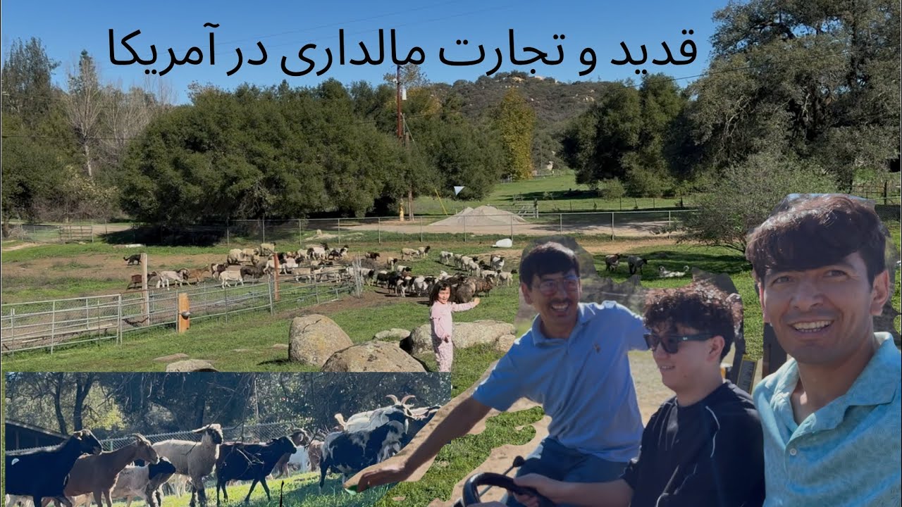 Halal Slaughter in America 🇺🇸 | 