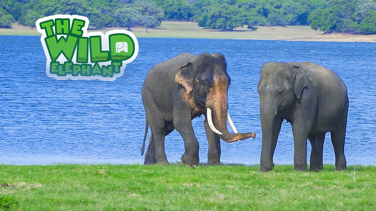 Sri Lanka's wild elephant: a journey for survival