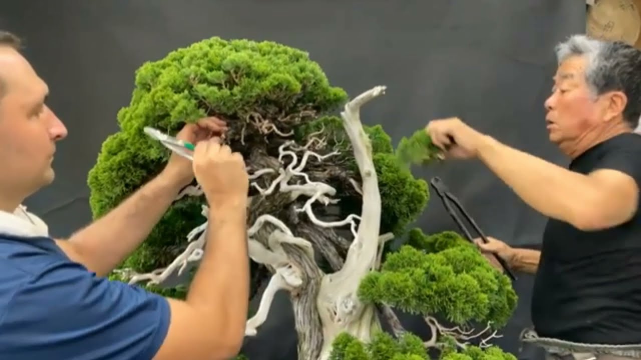 BONSAI | KUNIO KOBAYASHI | MASTER BONSAI