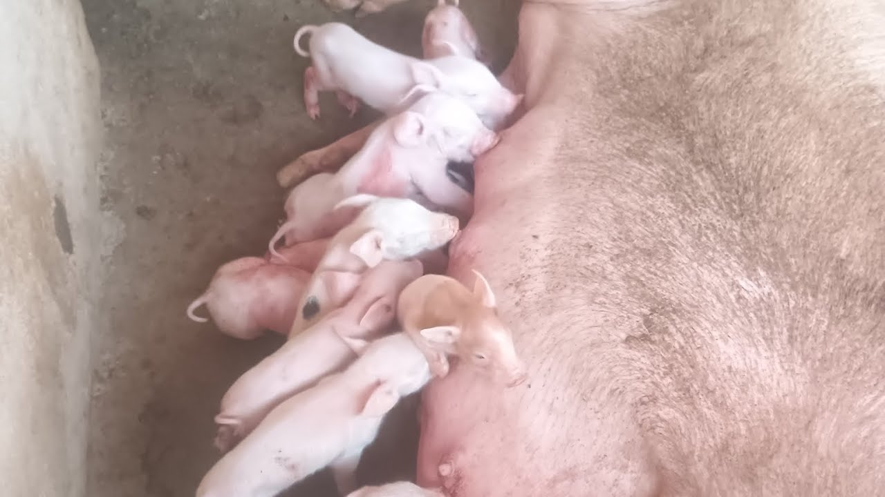 Vkgpigfarm nuzivedu 🐖#pigfarming #pigfeed #piglet 