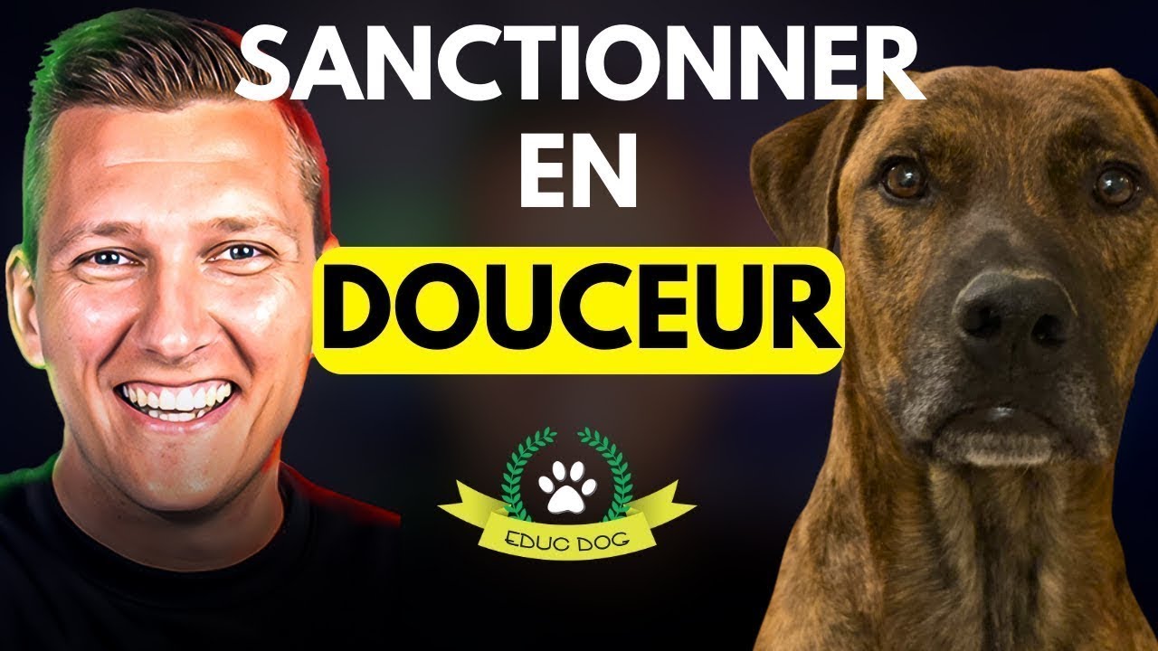 Comment punir son chien quand il fait des bêtises