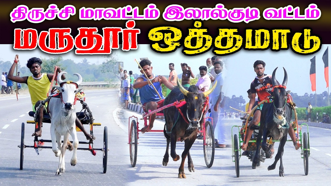 மருதூர் ஒத்தமாடு (15.02.2026) இலால்குடி பந்தயம்  #perai_raj_digital #reklarace2026