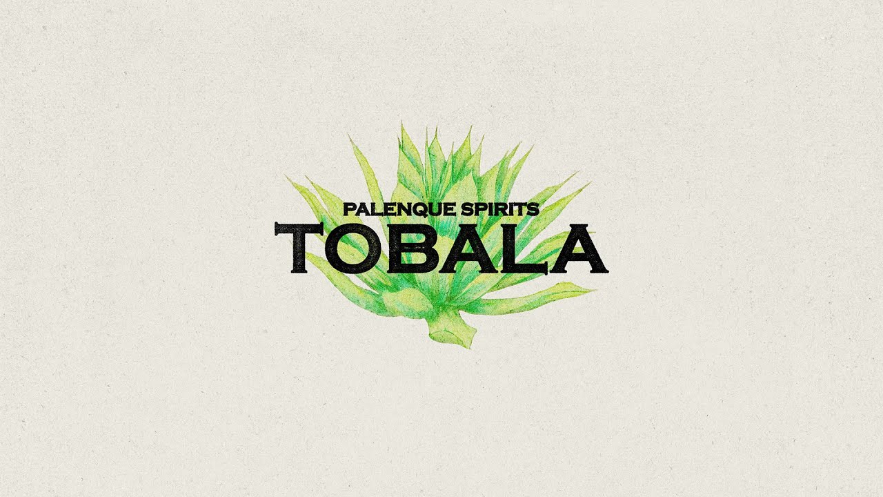 Le agavi di Oaxaca: Tobala