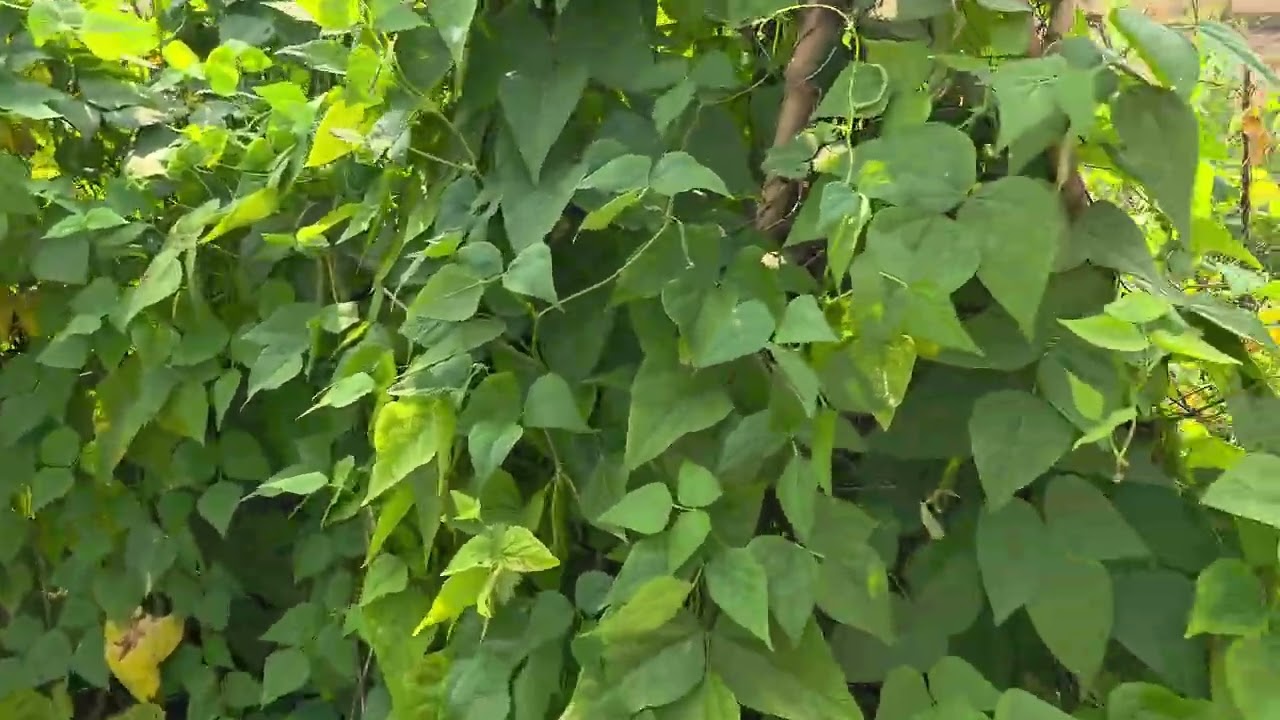 दिदि को घर सम्म को यात्रा..........