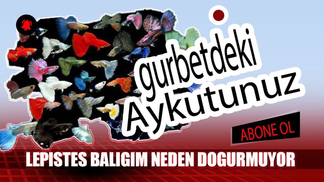 Lepistes Balığım Neden Doğurmuyor
