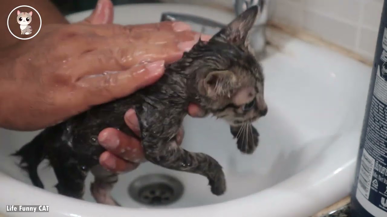 Cute kitten and funny videos #6 | Nasty baby cat have a bath and feeding