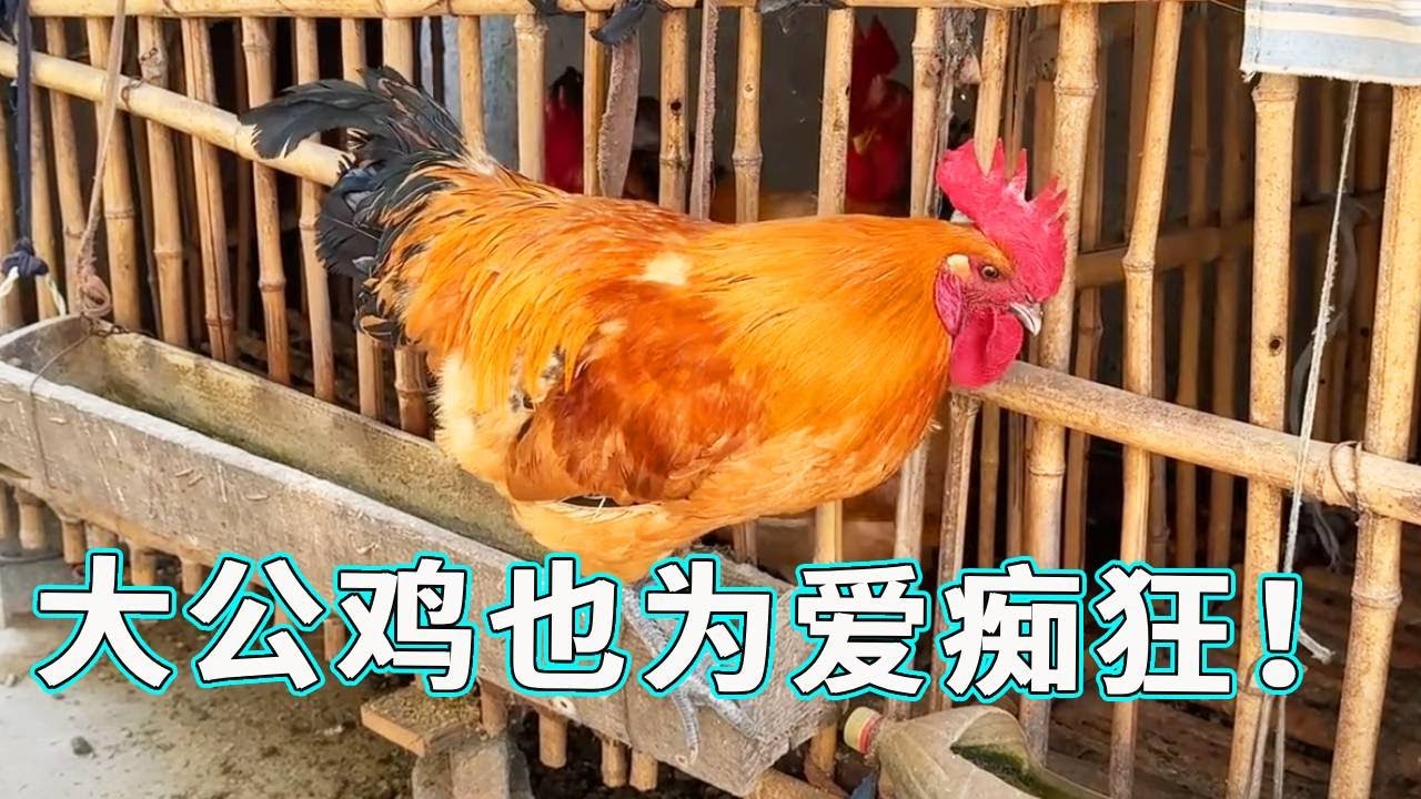 大公鸡也是恋爱脑？！如果有一天你家的鸡丢了，那么不是上餐桌了就是被别人家母鸡拐跑了！【天下一场梦】