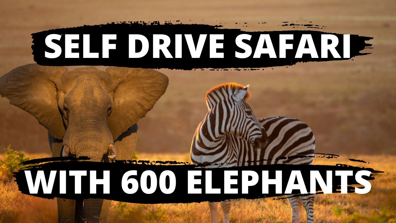Safari Adventure in South Africa: Exploring Addo Elephant National Park | Part 1