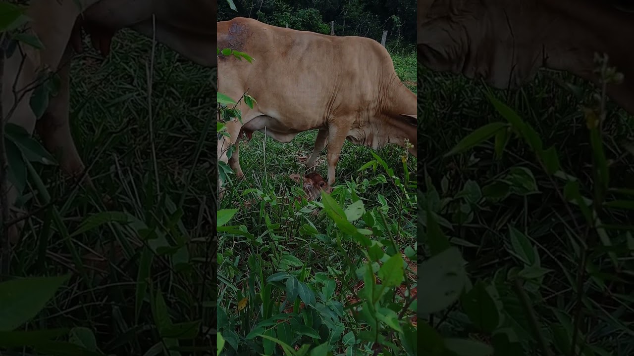 Mais  uma  vaca que  criou 