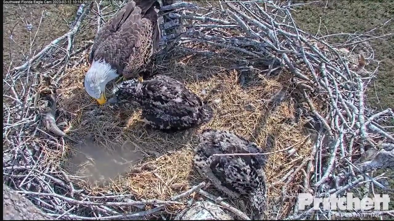 Southwest Florida Eagle - Bieliki - M15 & E21🐥🌹🍀, E22🐥🌹🍀 - Śniadanie przy silnym wietrze 12/02/2023