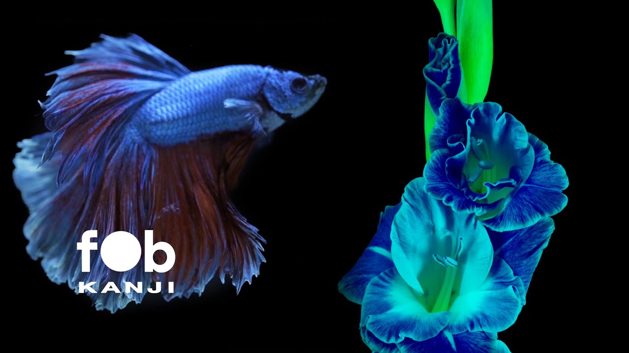 fob – Kanji | Official Visualizer