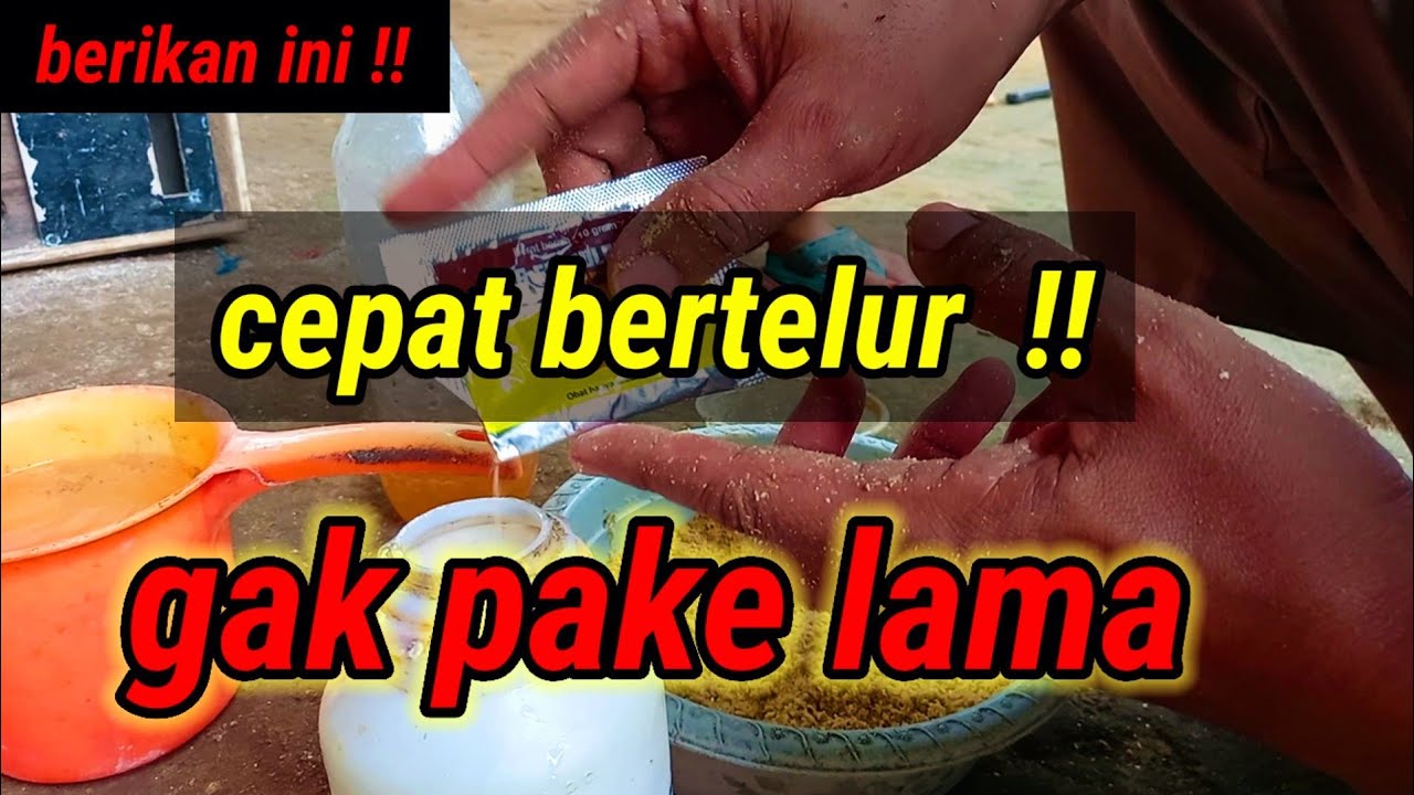 Cara membuat ayam cepat bertelur #ternakayam #001 @Kreatif TV