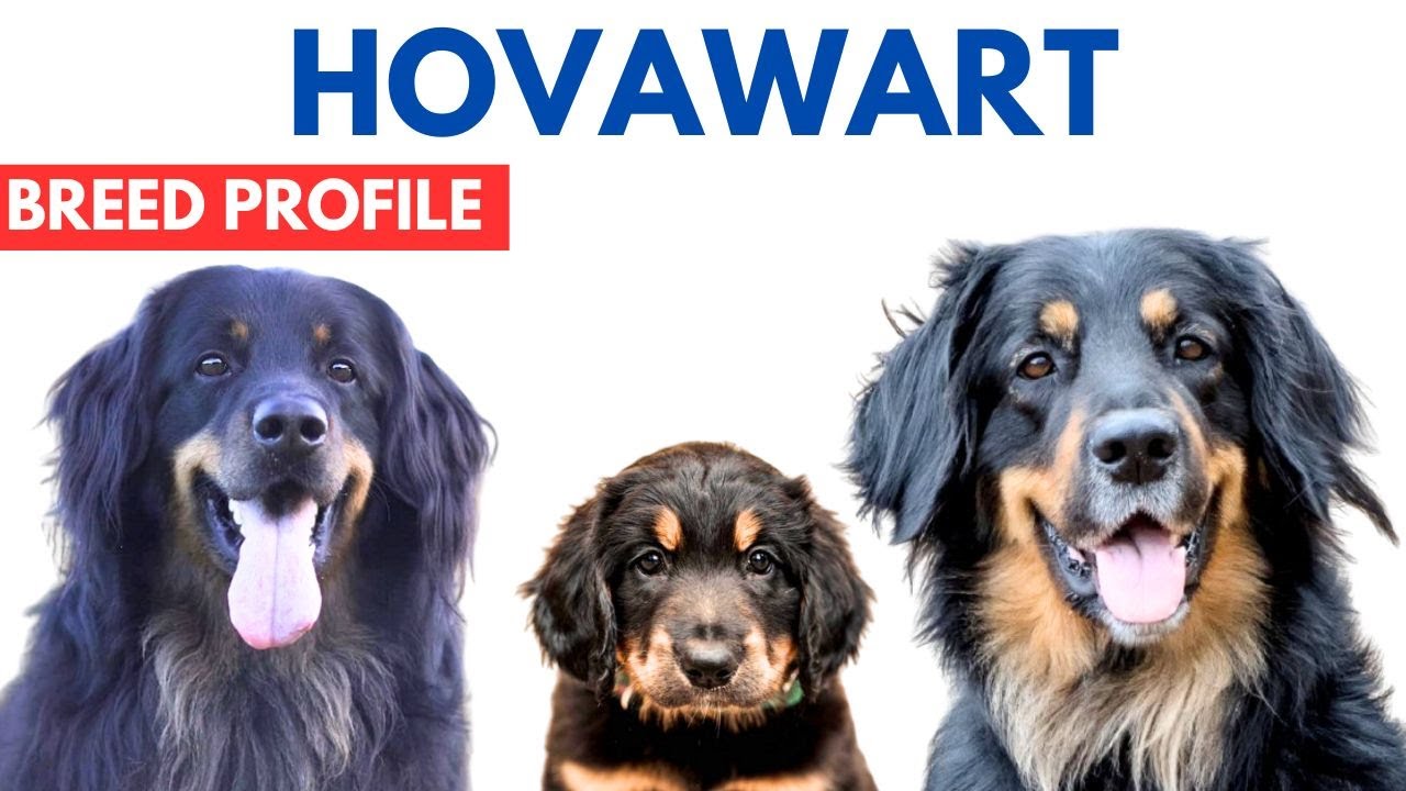 Hovawart Breed Profile History - Price - Traits - Hovawart Grooming Needs - Lifespan
