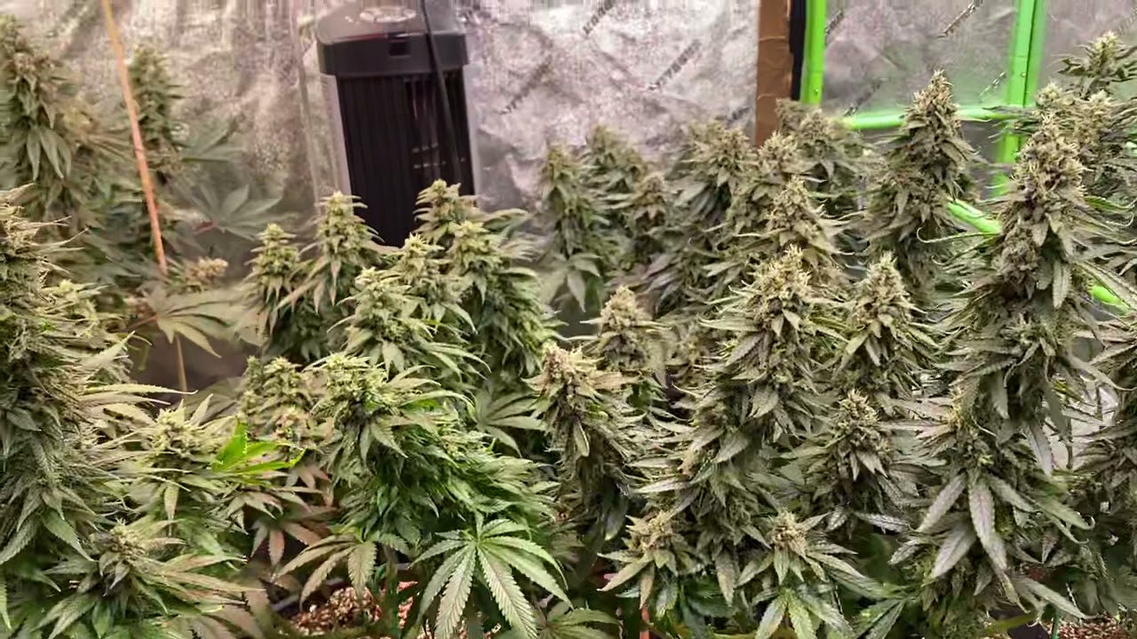 Day46F Mimosa EVO, Strawberry Lemonade, Cream Mandarin, ChemDawg, Ayahuasca Purple