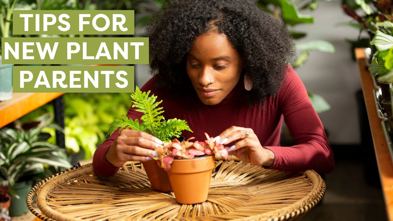 New to Houseplants? 10 Tips Before You Buy From a Plant Pro | Tips For New Plant Parents