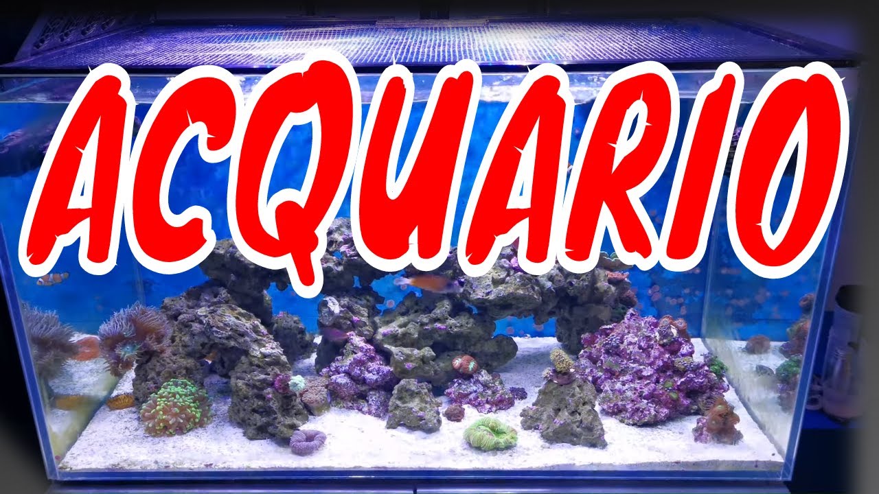 ALLESTIRE ACQUARIO MARINO - L'ACQUARIO