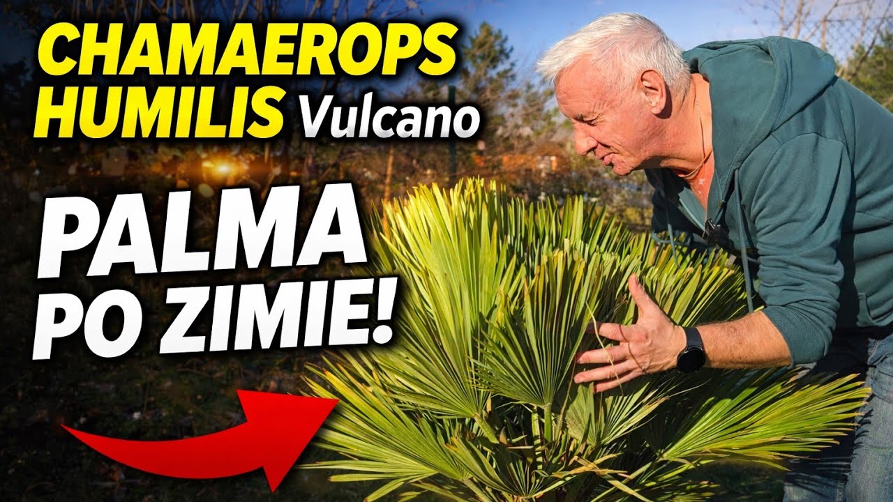 Chamaerops humilis Vulcano 🌴 jedna z najciekawszych palm w ogrodzie. Zobacz jej stan po zimie.