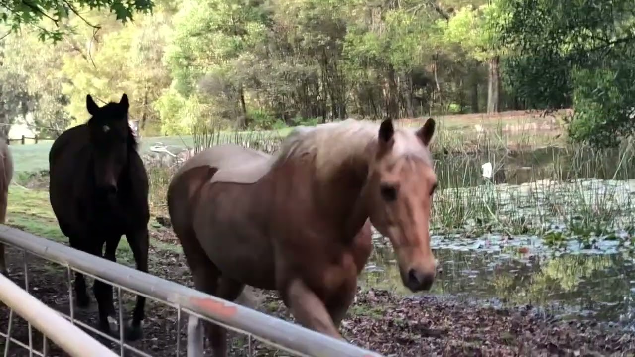 Horses back to the paddock  Trio of Pallys and a couple of bays #horse #farmlife #horseenthusiast