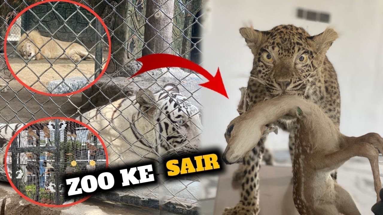 Multan Zoo Ke Sair 😊|SHER|LION|LABUBU| OR BE BAHUT KUCH
