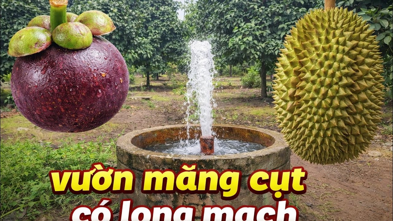 (Ngưng bán)! vườn trái cây có long mạch ở long khánh đồng nai siêu phẩm nghỉ dưỡng.