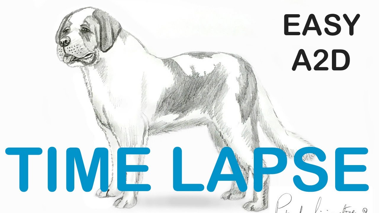 How to Draw a Saint Bernard dog (time lapse) Step by Step